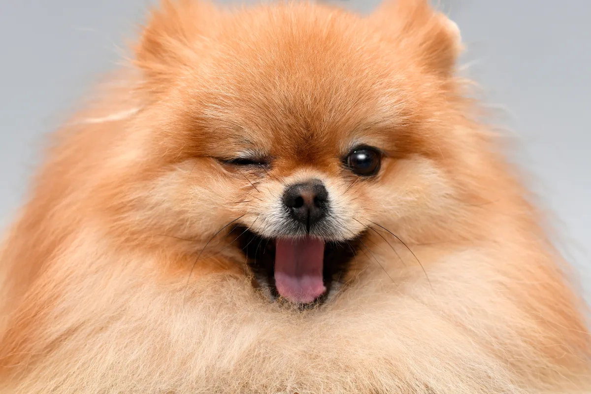 Nomes fofos para cachorra pequena: inspire-se!