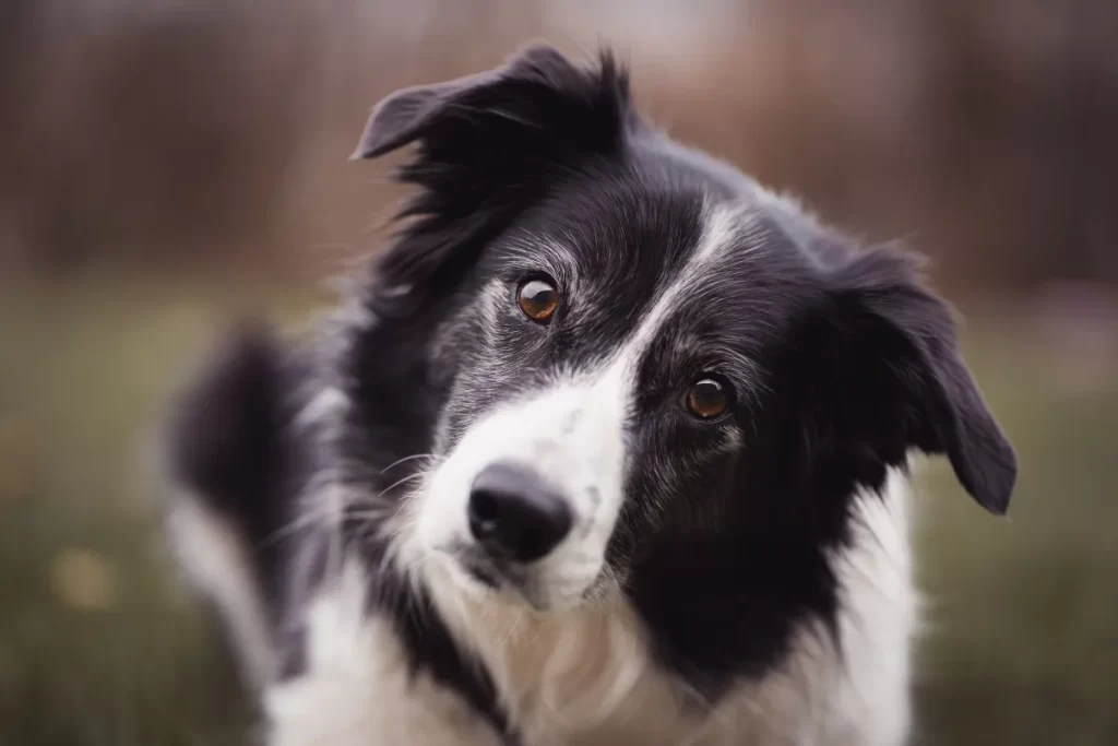 Tudo sobre o border collie blue merle
