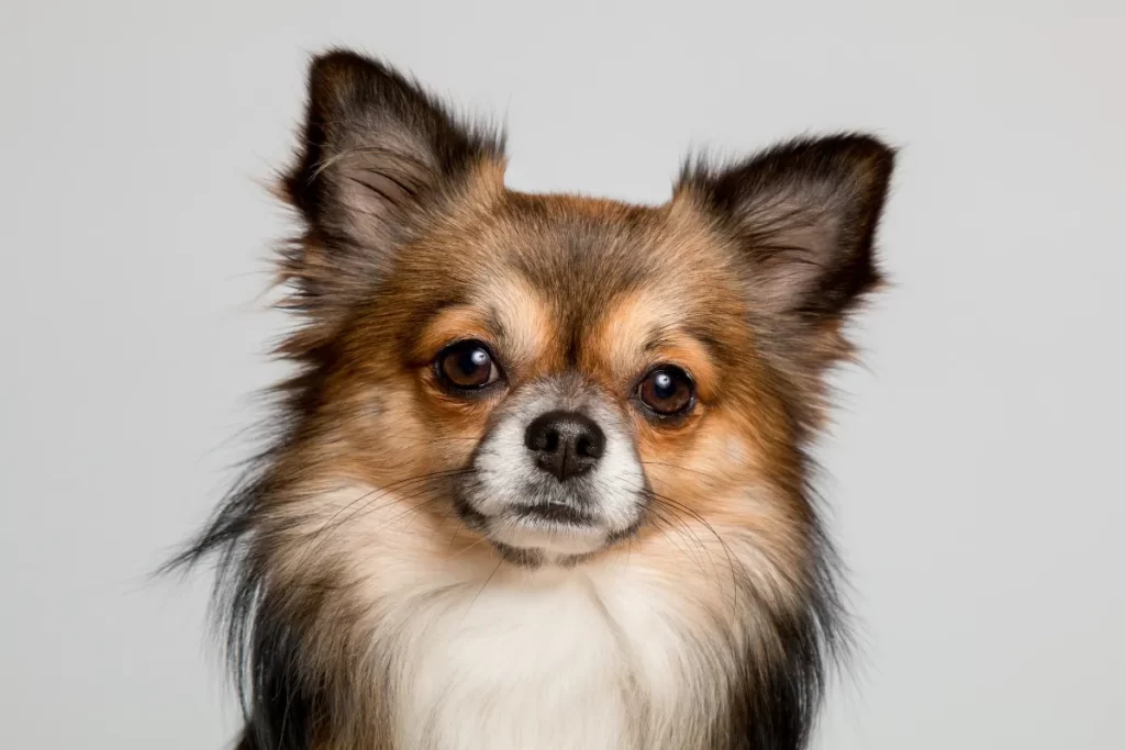 Raças de Cachorro Pequeno