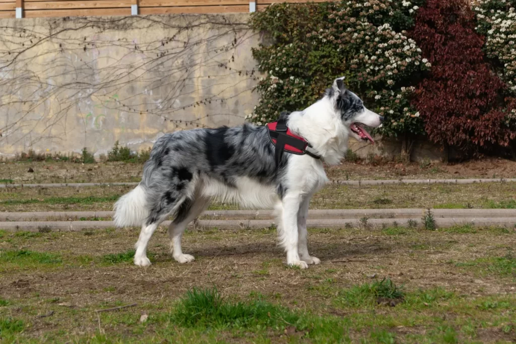 Tudo sobre o border collie blue merle