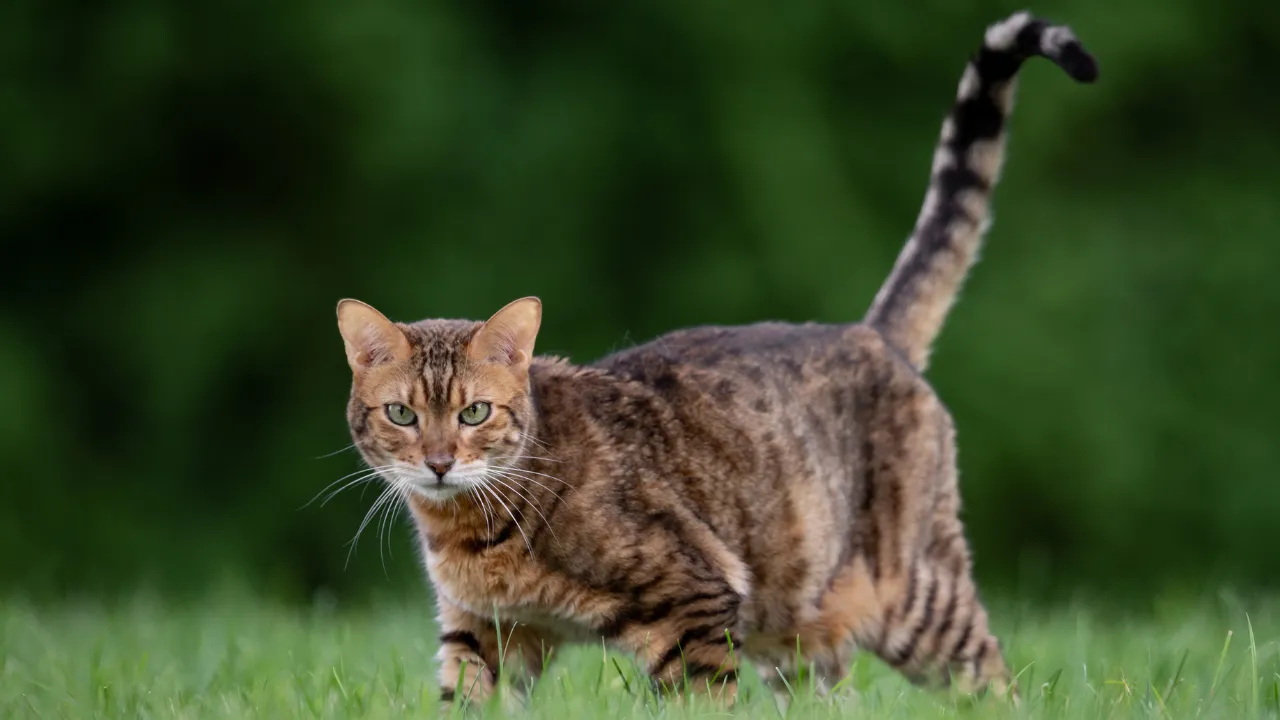 Saiba se o Gato Bengal é Perigoso e Como Cuidá-lo