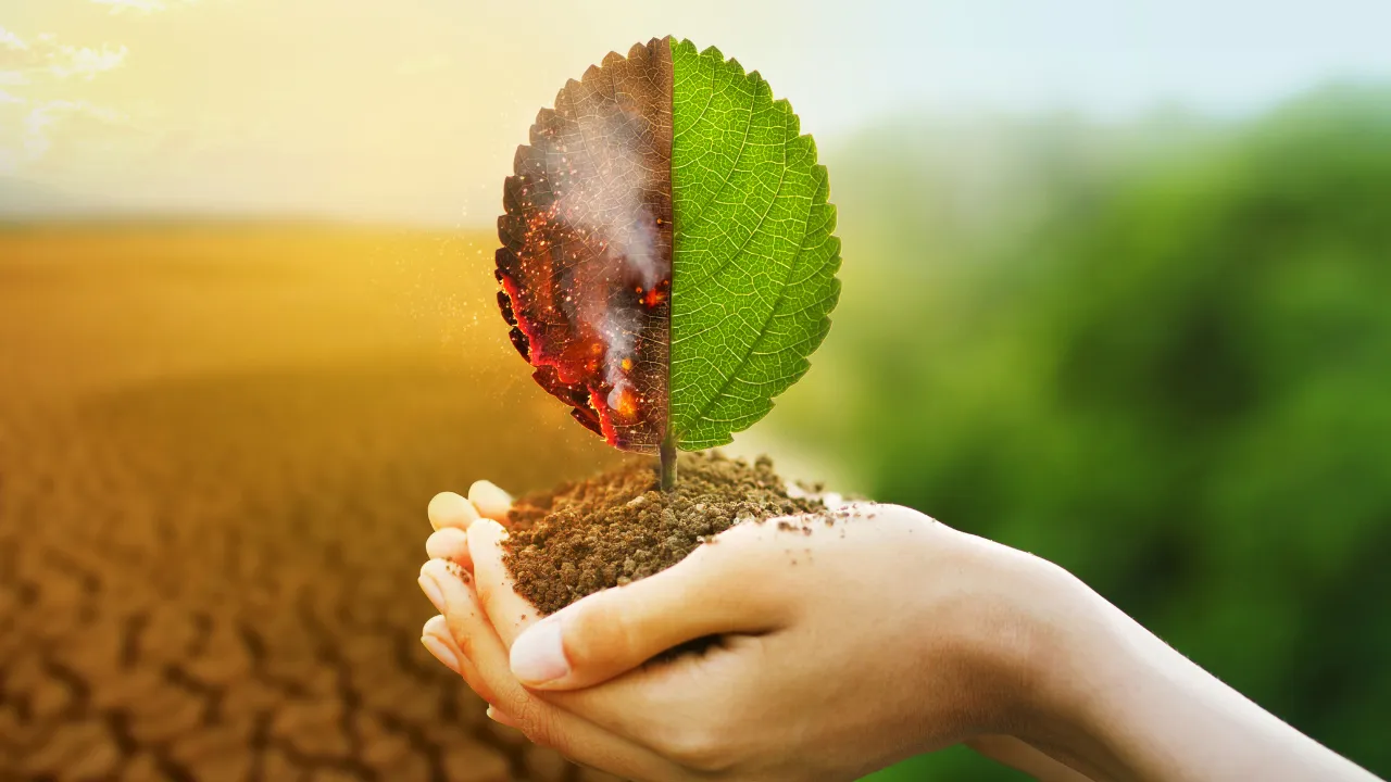 Como as Mudanças Climáticas Afetam os Preços dos Alimentos