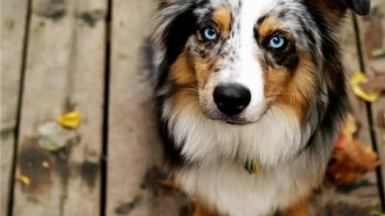Seu cachorro abaixa a orelha quando te vê?