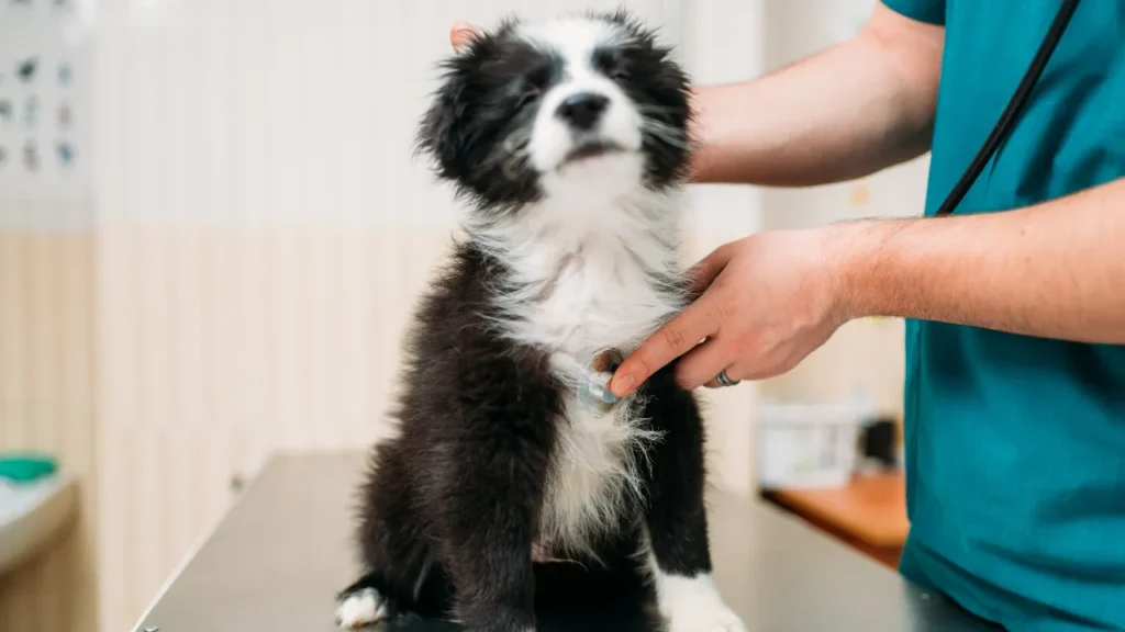 Quando levar seu pet ao veterinário em Guarulhos?