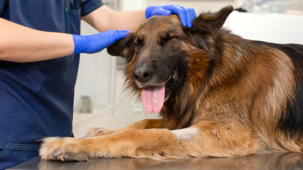 Quando levar seu pet ao veterinário em Guarulhos? Quando levar seu pet ao veterinário em Guarulhos?