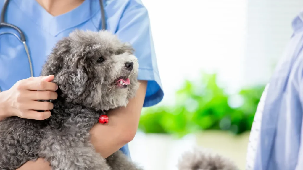 Quando levar seu pet ao veterinário em Guarulhos? Quando levar seu pet ao veterinário em Guarulhos?