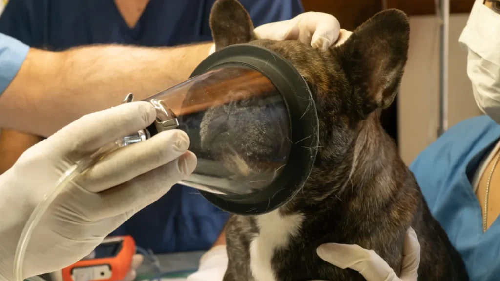 Veterinário em Guarulhos atende em casa? Veterinário em Guarulhos atende em casa?