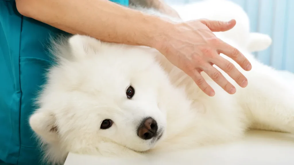 Veterinário em Guarulhos atende em casa?
