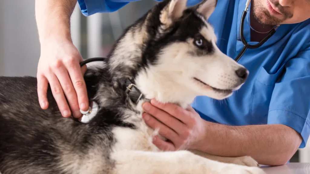 Veterinário em Guarulhos atende em casa?