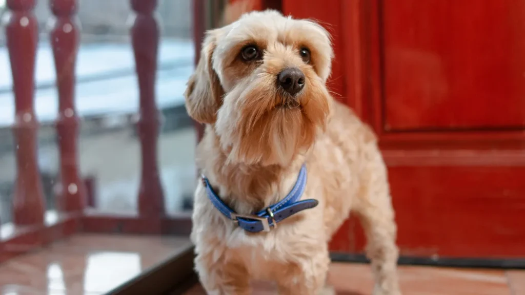 Hotel para Cães em Guarulhos
