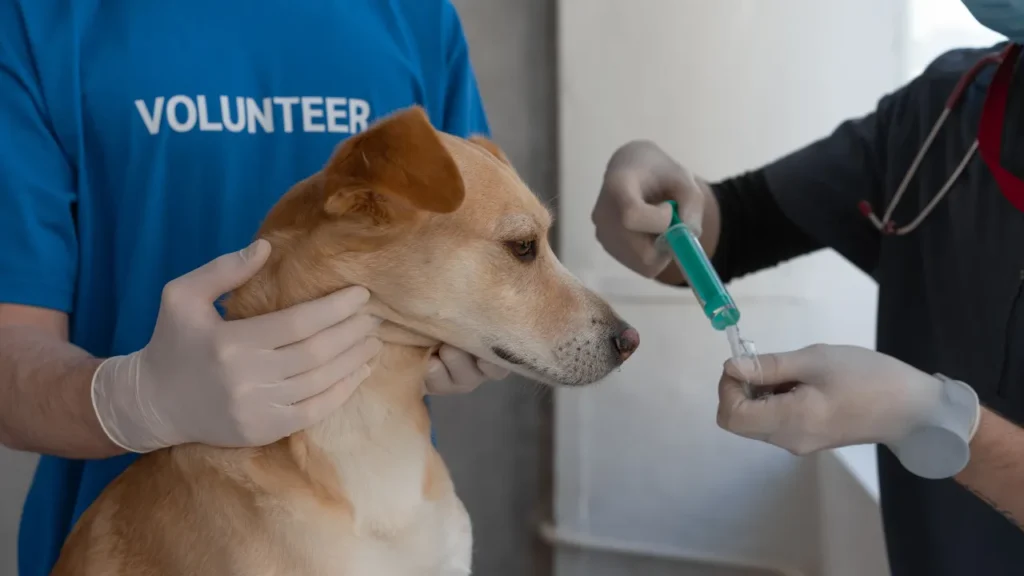Veterinário em Guarulhos atende em casa? Veterinário em Guarulhos atende em casa?