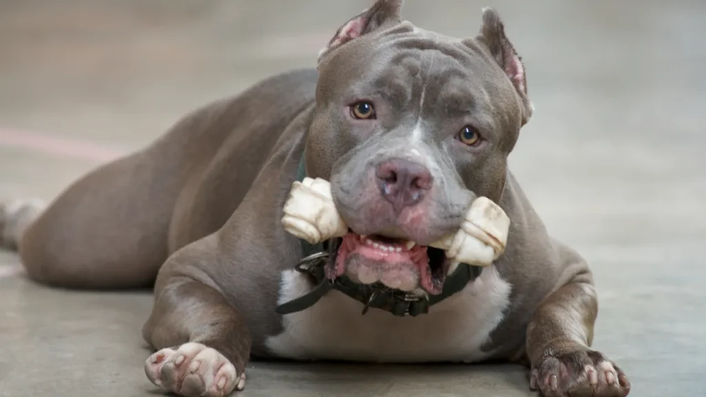 O que significa sonhar com cachorro pitbull O que significa sonhar com cachorro pitbull