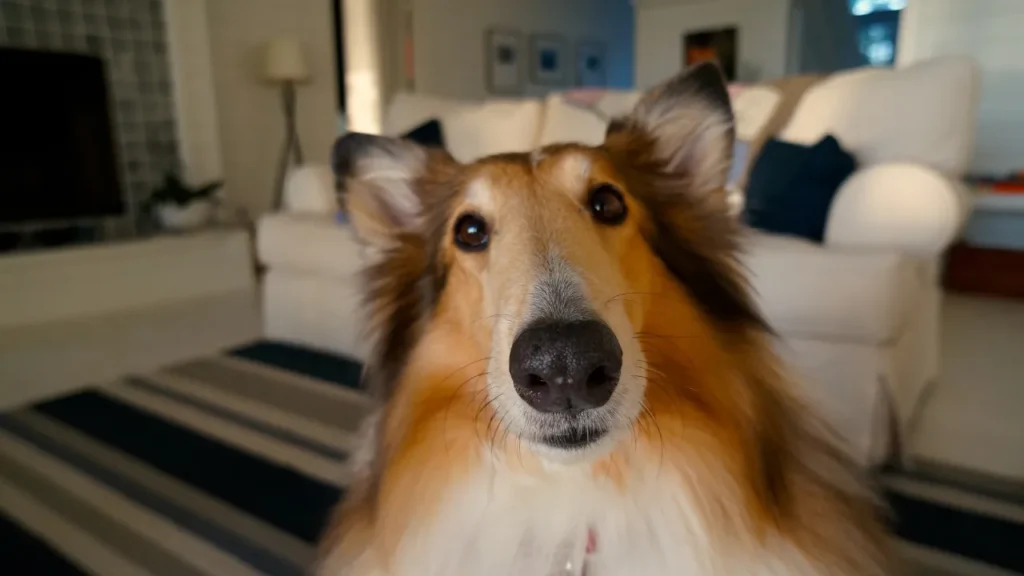 Com quantos anos pode castrar um cachorro Com quantos anos pode castrar um cachorro