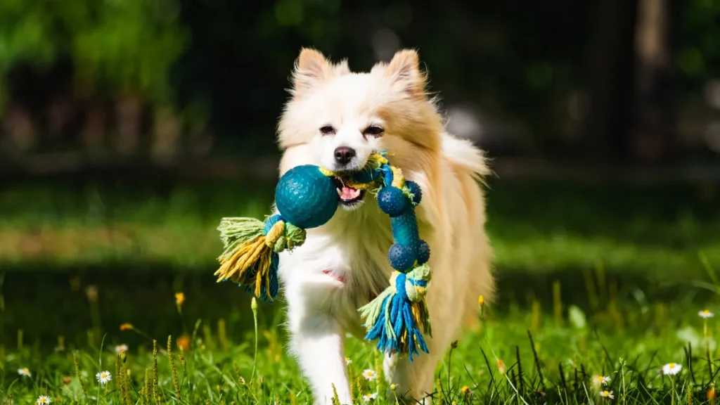 Como montar um hotel para cachorro Como montar um hotel para cachorro