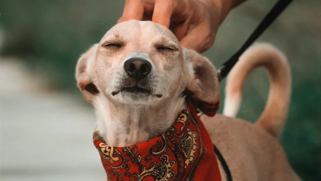 Idade para castrar cachorro