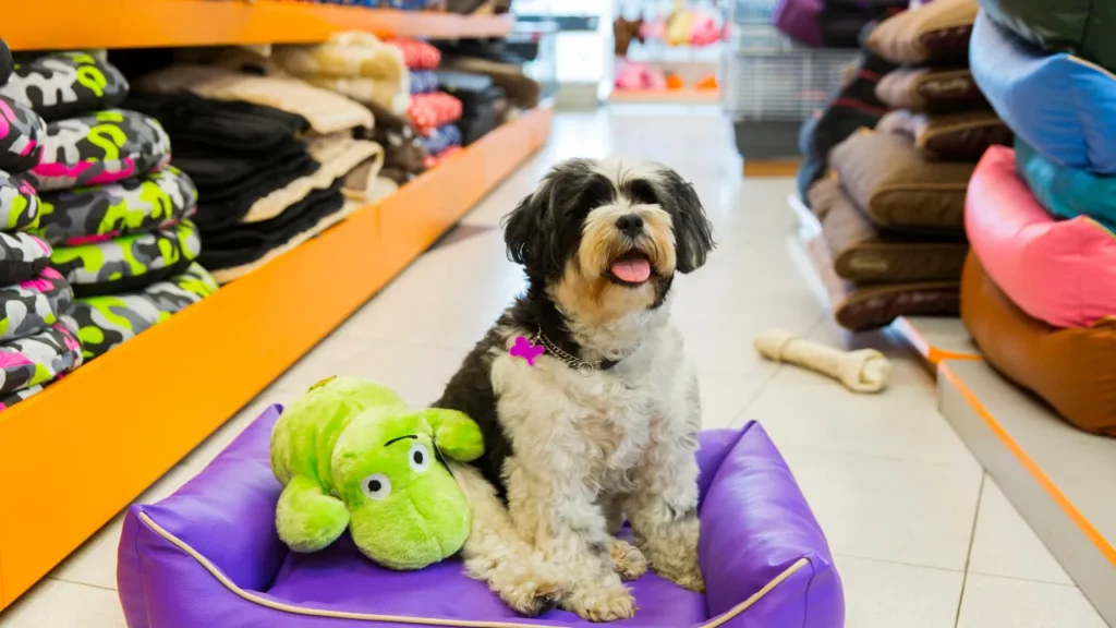 Com quantos anos pode castrar um cachorro Com quantos anos pode castrar um cachorro
