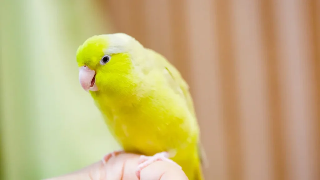 Como cuidar do periquito australiano Como cuidar do periquito australiano
