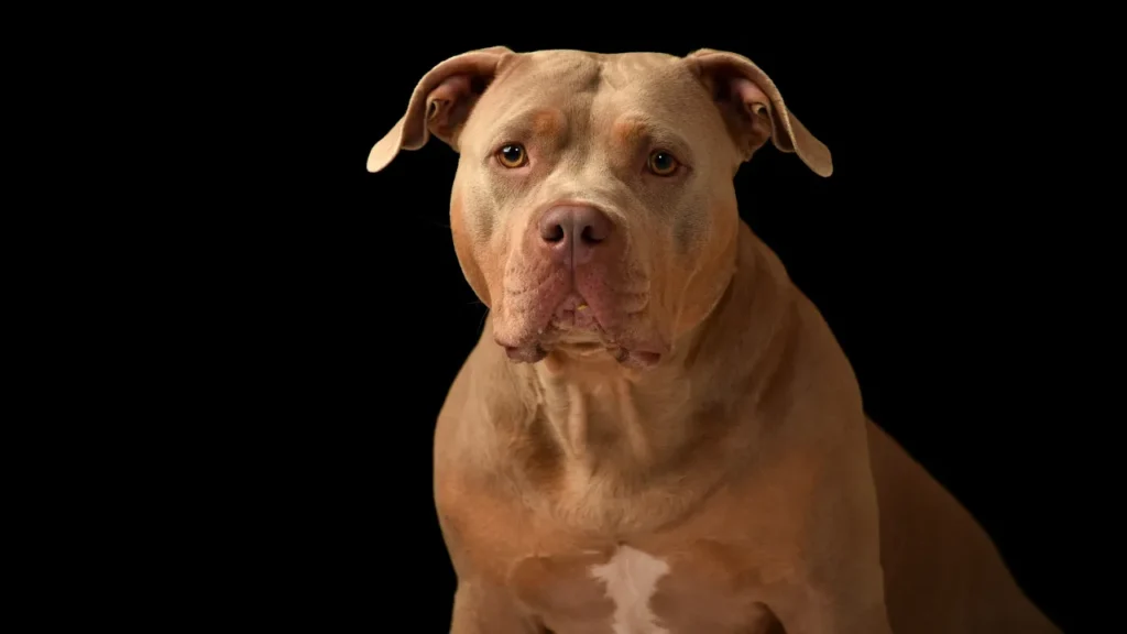 O que significa sonhar com cachorro pitbull O que significa sonhar com cachorro pitbull