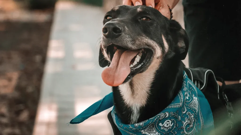 Idade para castrar cachorro