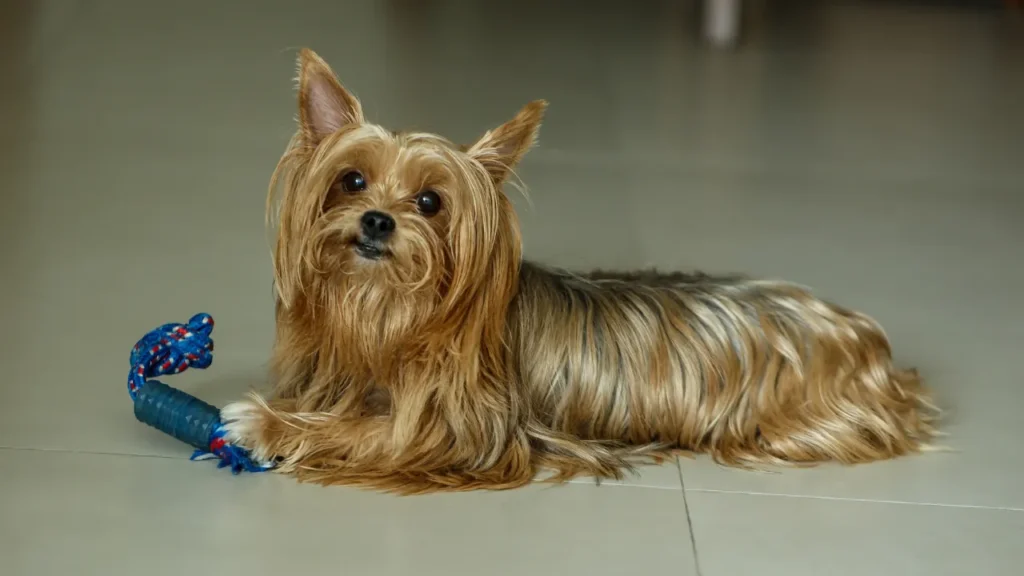 Raças de cães pequenos e médios