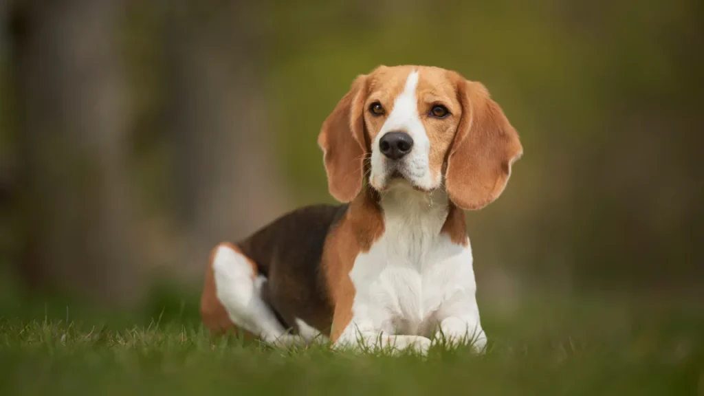 Raças de cães pequenos e médios Raças de cães pequenos e médios