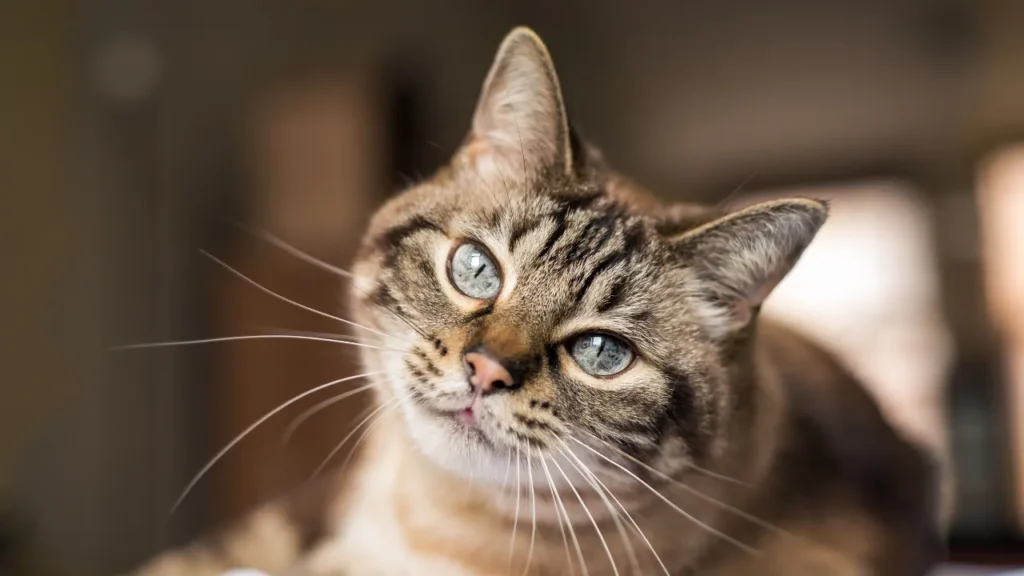 Teste fiv e felv: como proteger seu gato