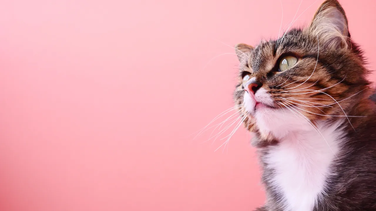 Sintomas de FIV e FeLV
