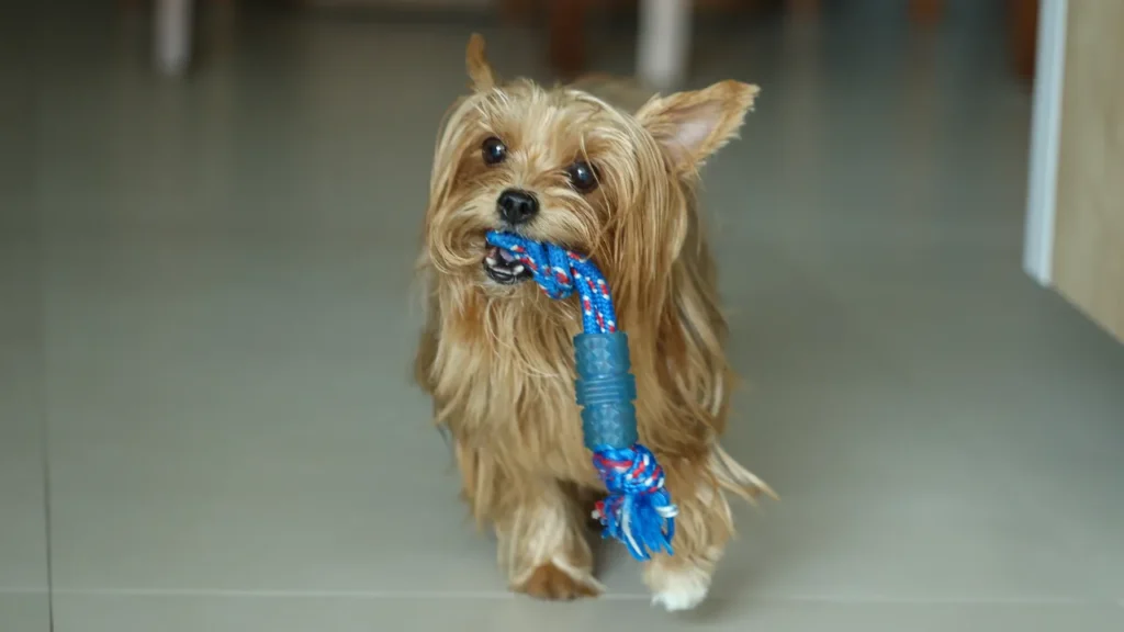 Raças de cães pequenos e médios Raças de cães pequenos e médios