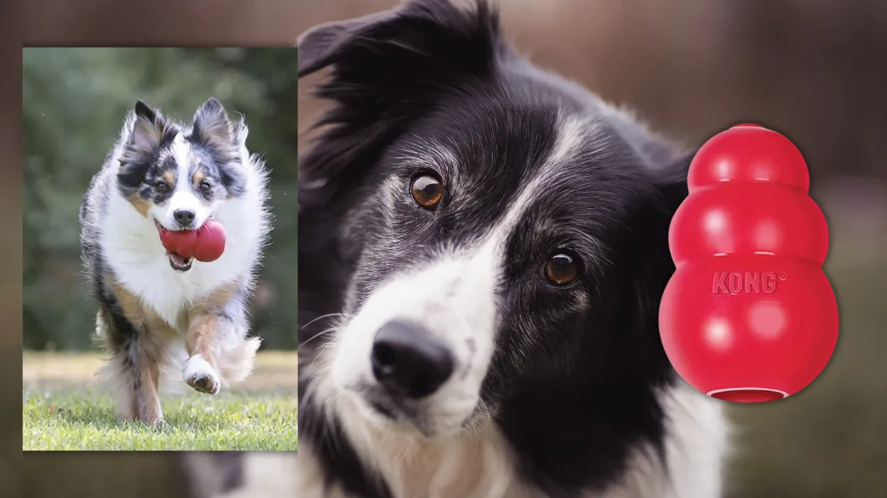 Kong wobbler small brinquedo para cães pequeno e médio