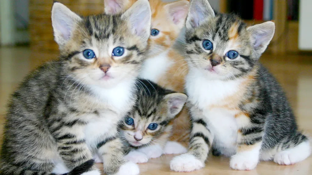 FIV e FeLV: como proteger seu gato FIV e FeLV: como proteger seu gato