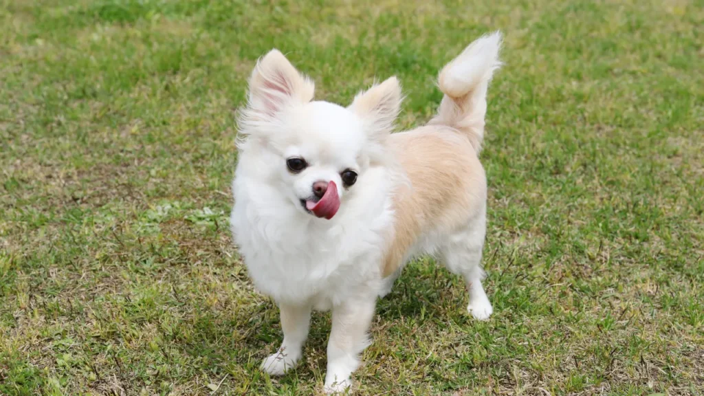 Raças de cães pequenos e médios Raças de cães pequenos e médios
