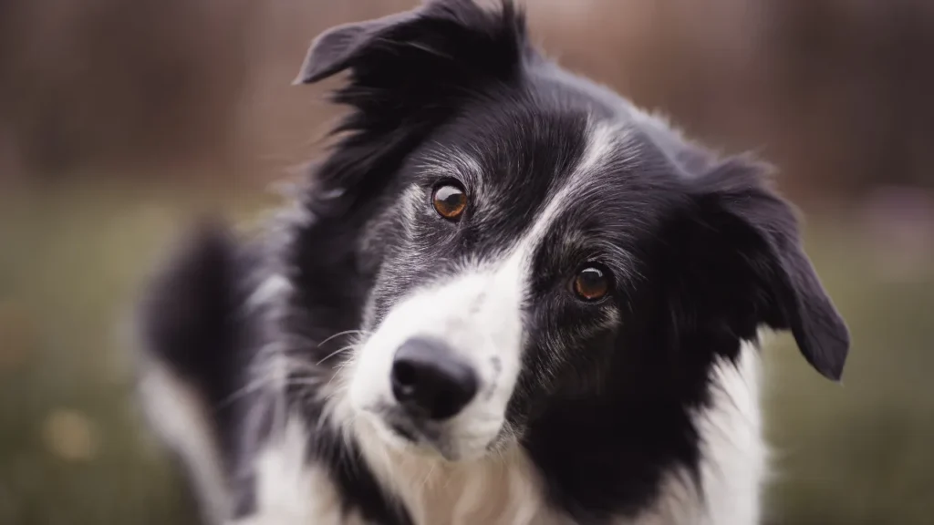 Raças de cães pequenos e médios Raças de cães pequenos e médios