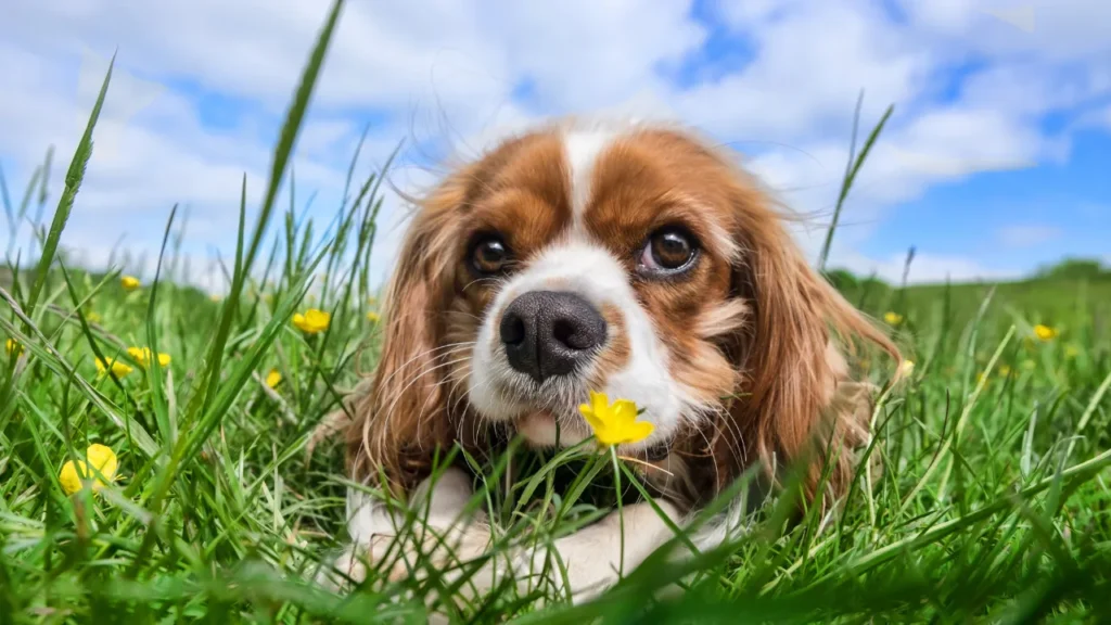 Raças de cães pequenos e médios Raças de cães pequenos e médios