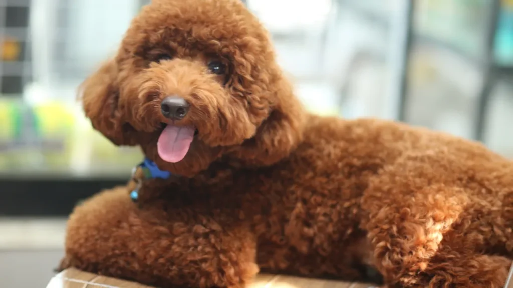 Raças de cães pequenos e médios Raças de cães pequenos e médios