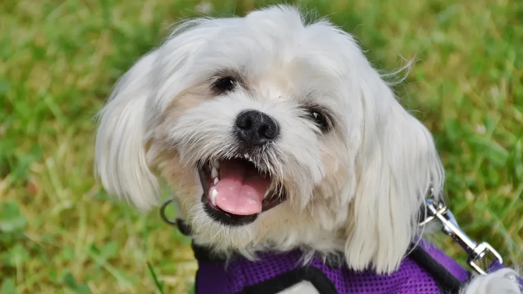 Raças de cães pequenos e médios Raças de cães pequenos e médios