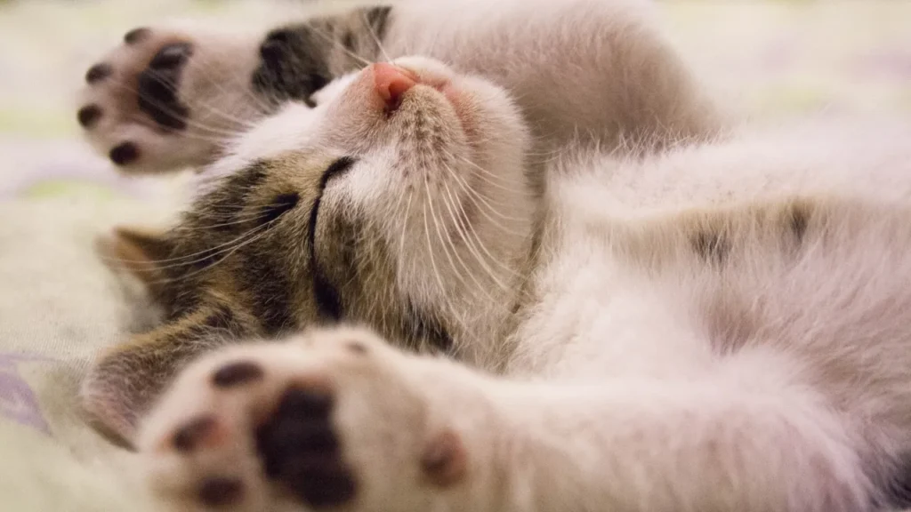 Teste fiv e felv: como proteger seu gato Teste fiv e felv: como proteger seu gato