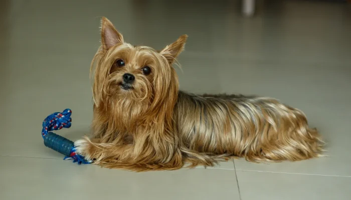 Raças de cães pequenos e médios