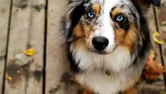 Seu cachorro abaixa a orelha quando te vê?