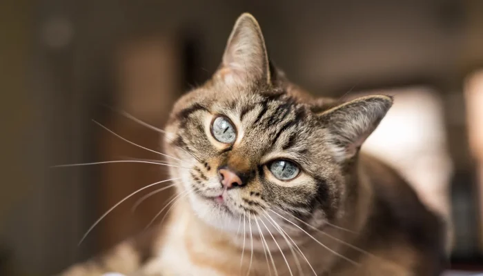 Teste fiv e felv: como proteger seu gato