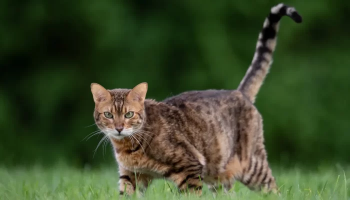 Saiba se o Gato Bengal é Perigoso e Como Cuidá-lo