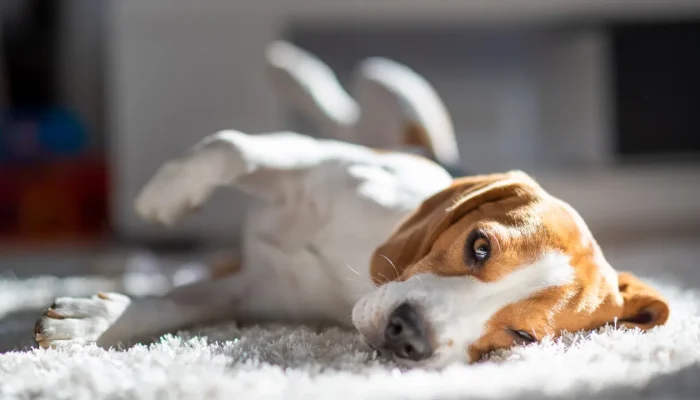 Com quantos anos pode castrar um cachorro