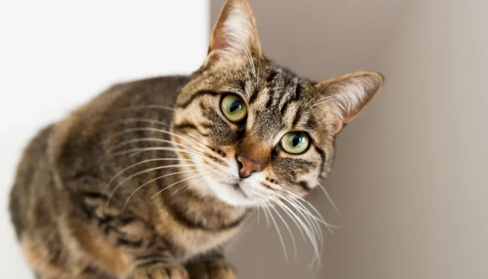 Teste de FIV e FeLV: como proteger seu gato com diagnóstico precoce