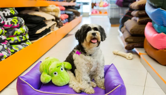 Como montar um hotel para cachorro