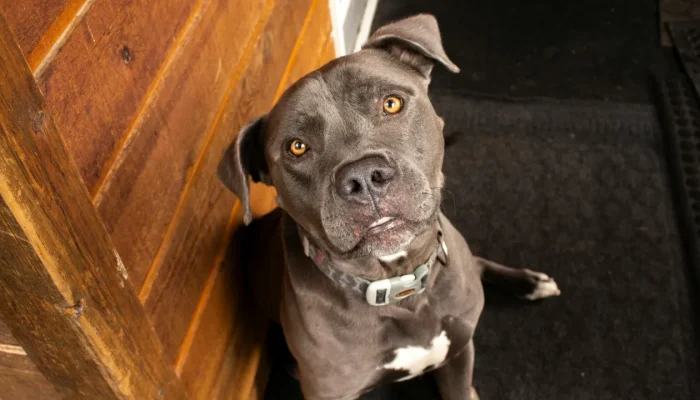 O que significa sonhar com cachorro pitbull