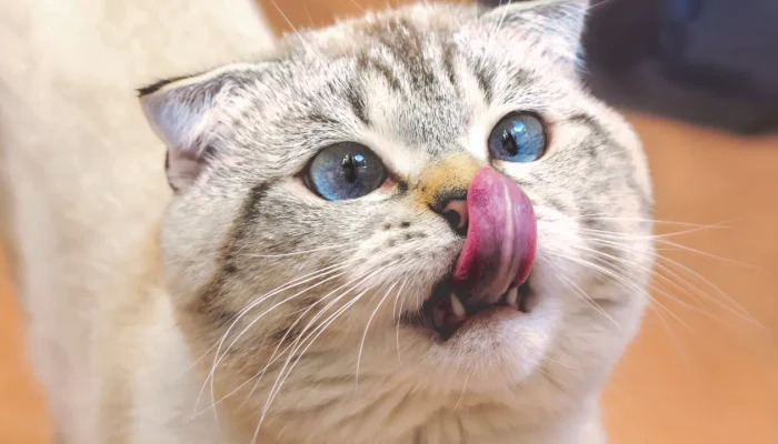 FIV e FeLV: como proteger seu gato