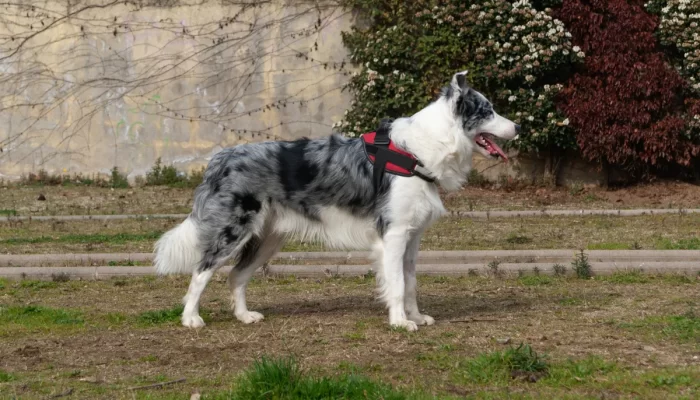 Tudo sobre o border collie blue merle