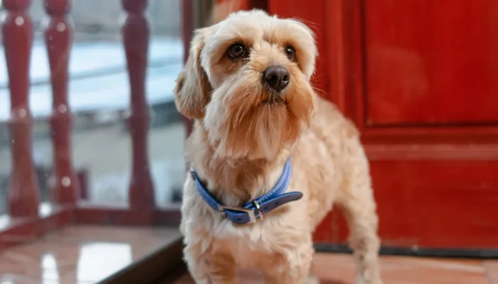Hotel para Cães em Guarulhos