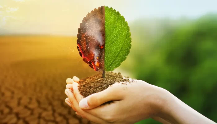 Como as Mudanças Climáticas Afetam os Preços dos Alimentos