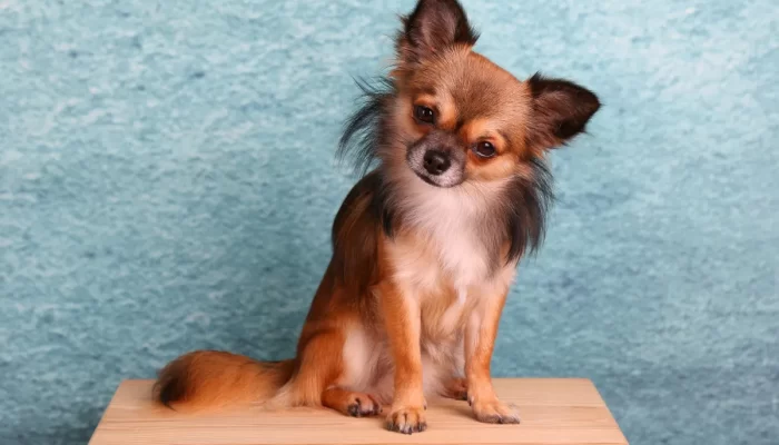 Nomes Encantadores para Cachorra Fêmea